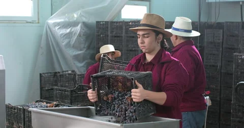 Wine production process. Wine factory worker loading grapes Stock Footage 247937996