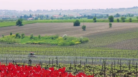 Wine production vineyard. Video stock 74627113