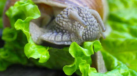 Wine snail and leaf of lettuce. Stockbeeldmateriaal 40728612