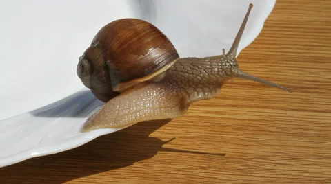 Wine snail. Stockbeeldmateriaal 40728480