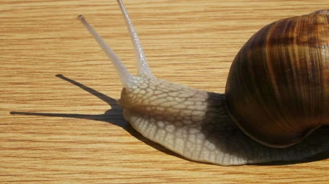 Wine snail. Stockbeeldmateriaal 40728562