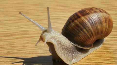 Wine snail. Stockbeeldmateriaal 40728572