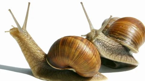 Wine snails on the white surface Stockbeeldmateriaal 40728600