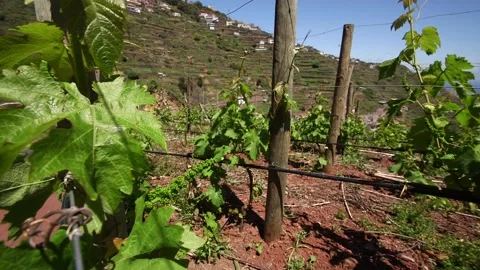 Wine tree inMadeira Stock Footage 142130144