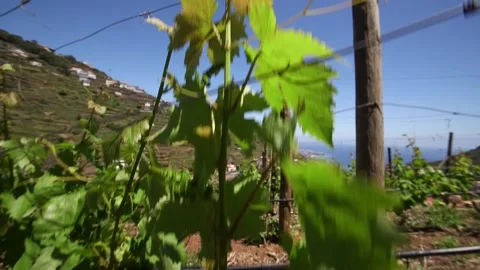 A wine tree of Madeira Видео 142130157