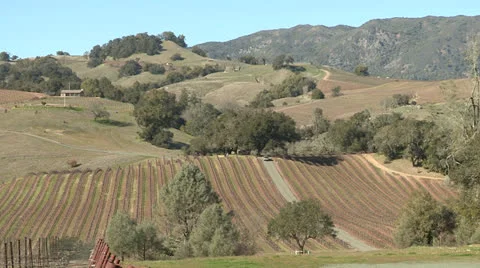 Wine valley Video stock 25798356