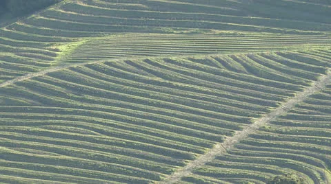 Wine valley Video stock 25798443