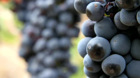 Wine Valley Grapes Stock Footage 850377