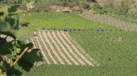 Wine Valley Vineyard Video stock 25934762