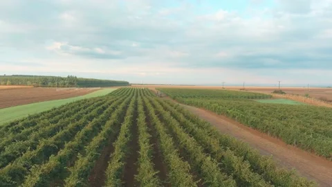 Wine Vine Field Rows From Above Drone Aerial Stock Footage 141040153