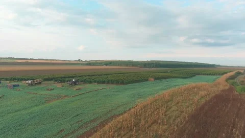 Wine Vine Field Rows From Above Drone Aerial Stock Footage 141040283