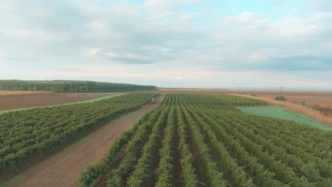 Wine Vine Field Rows From Above Drone Aerial Stock Footage 141040349