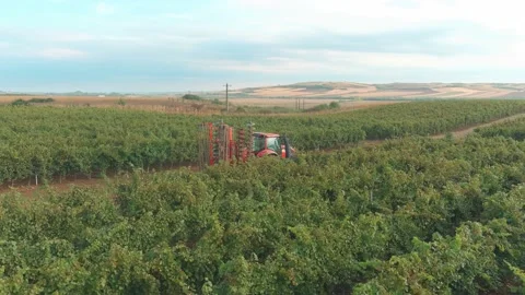 Wine Vine Field Rows From Above Drone Aerial Stock Footage 141040579