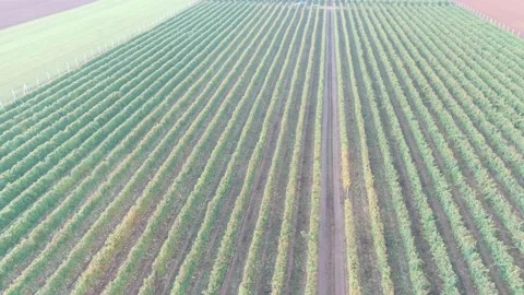 Wine Vine Field Rows From Above Drone Aerial Stock Footage 141041529