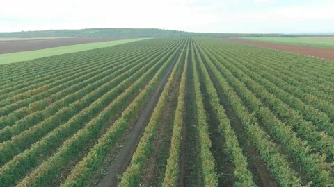 Wine Vine Field Rows From Above Drone Aerial Stock Footage 141041745