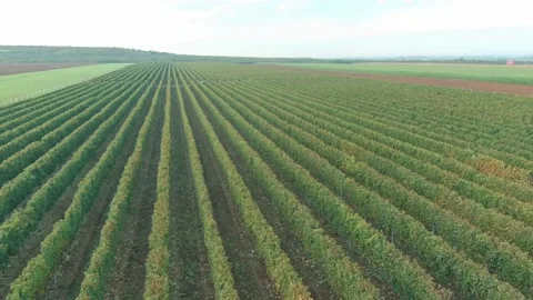 Wine Vine Field Rows From Above Drone Aerial Stock Footage 141042166