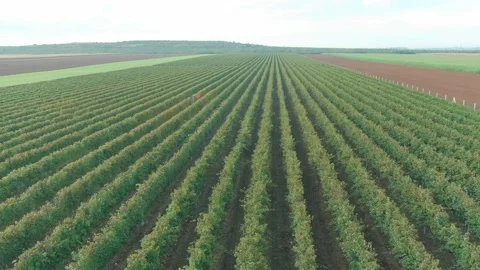 Wine Vine Field Rows From Above Drone Aerial Stock Footage 141042170