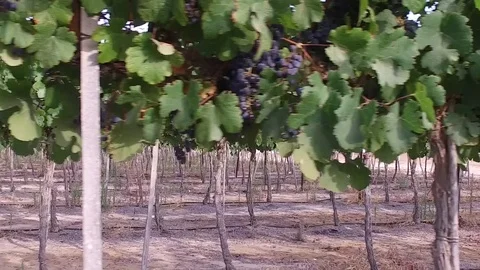 Wine vineyard 120 fps Video stock 91901589