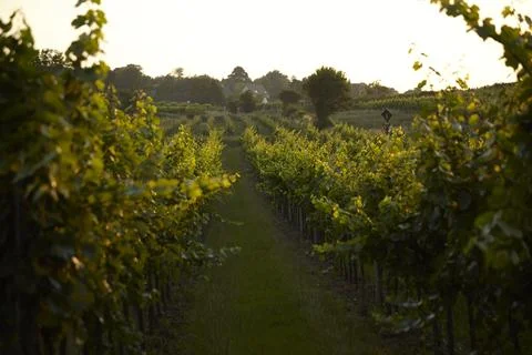 Wine Vineyard, Austria Stock Photos