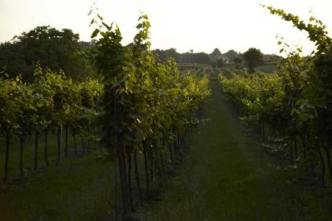 Wine Vineyard, Austria Stock Photos