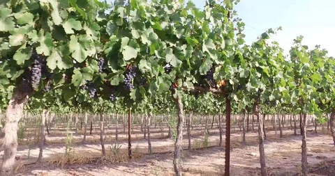 Wine Vineyard desert track Stock Footage 91901068