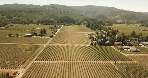Wine vineyard field. High drone aerial over rows. Mountains in background Stock Footage 110922489