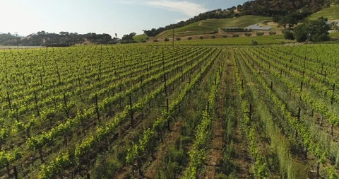 Wine vineyard field. Low drone aerial over rows. Mountains in background B Stock Footage 110922576
