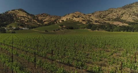 Wine vineyard field by mountainside. Drone aerial A Stock Footage 111215531