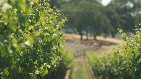 In a wine vineyard field row. Focus pull down the line Stock Footage 111212298
