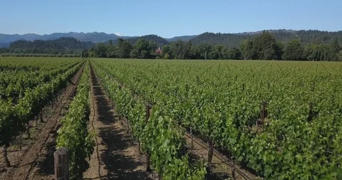 Wine vineyard field rows. Drone aerial of farmlands. Mountains in background Stock Footage 110921437