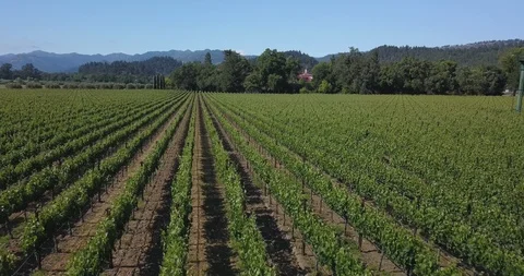 Wine vineyard field rows. Drone aerial of farmlands. Mountains in background Stock Footage 110921575