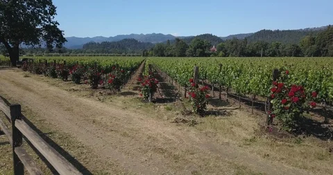 Wine vineyard field rows. Drone aerial of farmlands. Mountains in background Stock Footage 110921697