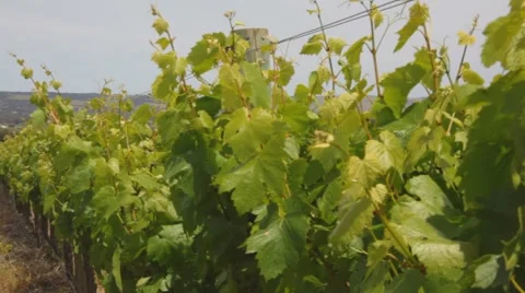 Wine vineyard Stockbeeldmateriaal 905003