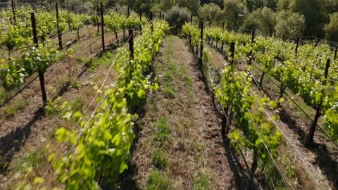 Wine vineyard grape canopy center row aerial on a sunny day Stock Footage 145023178