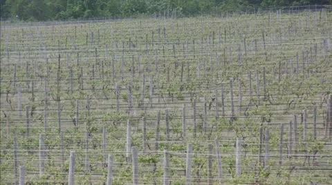 Wine Vineyard on Mission Point Video stock 11096712