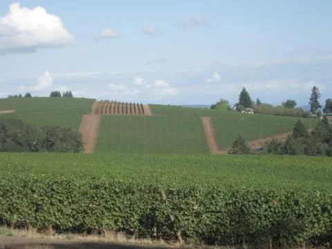 Wine vineyard Stock Photos