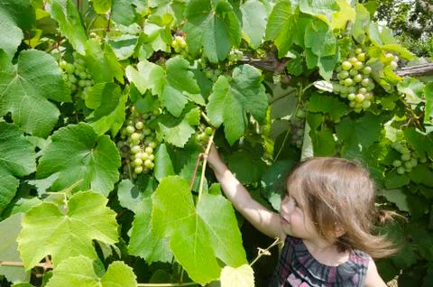 Wine - vineyard Stock Photos