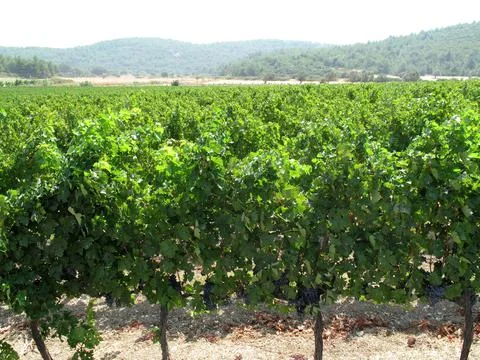Wine Vineyard Foto stock