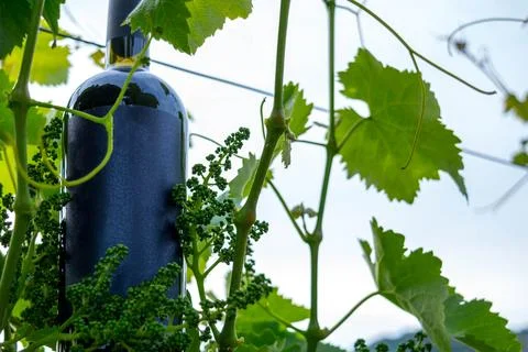 Wine in the vineyard Stock Photos