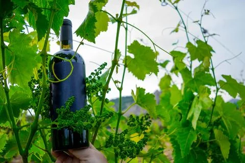 Wine in the vineyard Foto stock