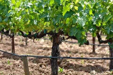 Wine vineyard in spring Foto stock