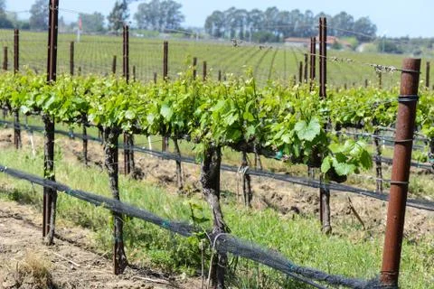 Wine vineyard in spring Foto stock