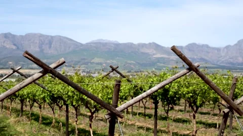 Wine vineyards overlooking the mountain range Stock Footage 288218345