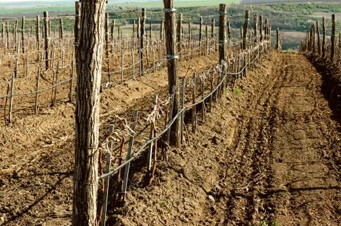 Wine vineyards in spring Stock Photos