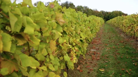 Wine Vinyard Vines Stock Footage 66352025