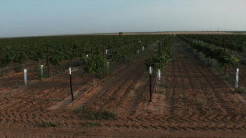 Wine vinyards of Texas Stock Footage 257948072
