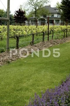Wine washington walla valley abeja winery grapes Stock Photos