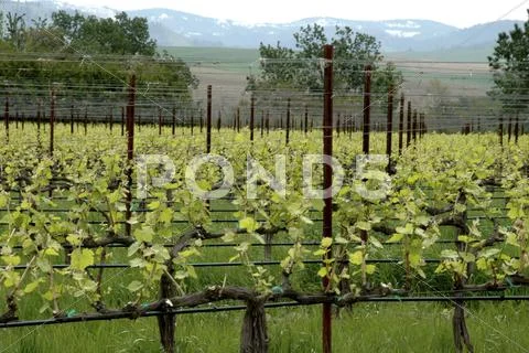 Wine washington walla valley abeja winery grapes Stock Photos