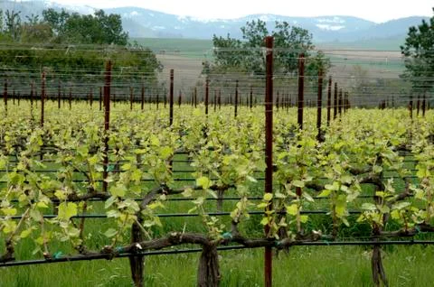 Wine washington walla valley abeja winery grapes Stock Photos