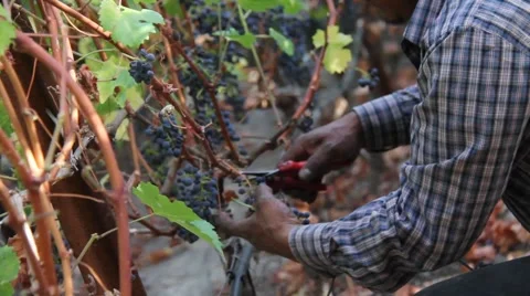 Wine Workman Stock Footage